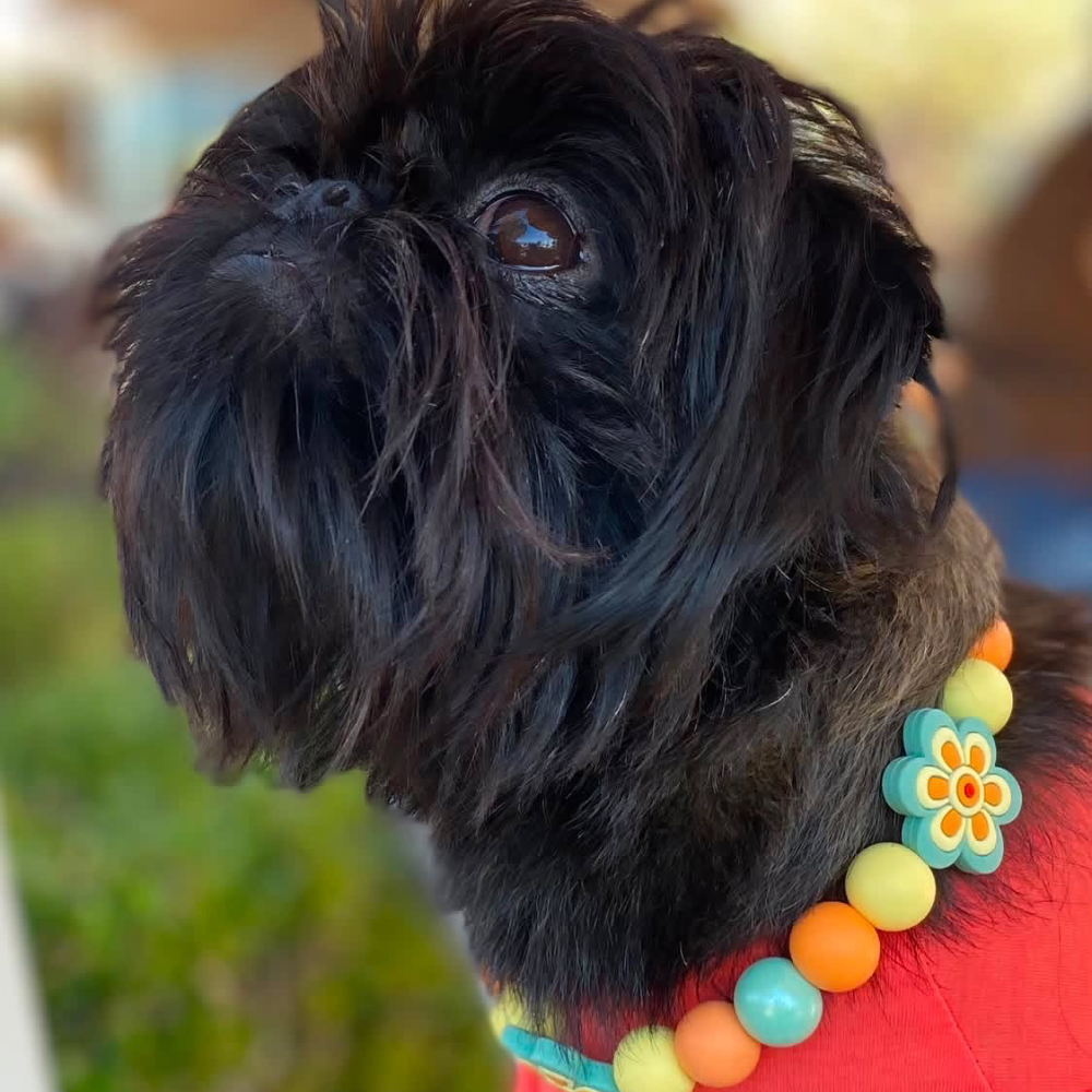 Mystery Pup Beaded Pet Collar