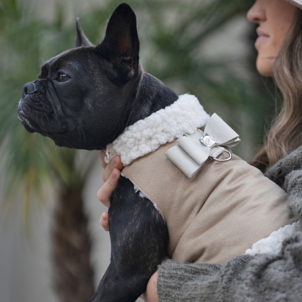 A posh pup wearing a black bow coat in a warm ivory studio