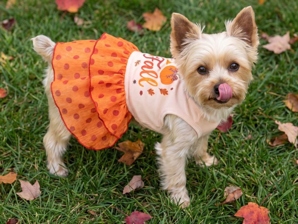 Dinosaur Dog Jacquard Sweater from Fitwarm