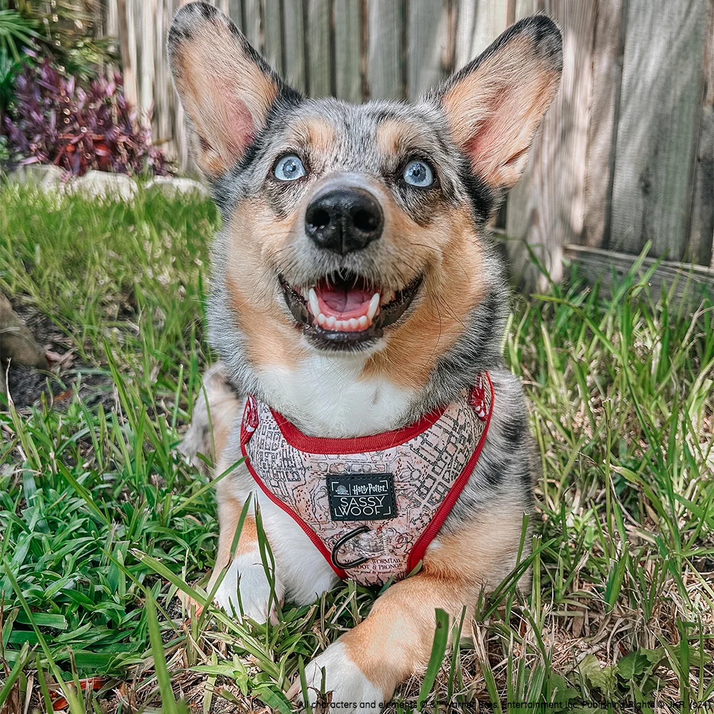 Harry Potter™ Stamps Adjustable Harness by Sassy Woof