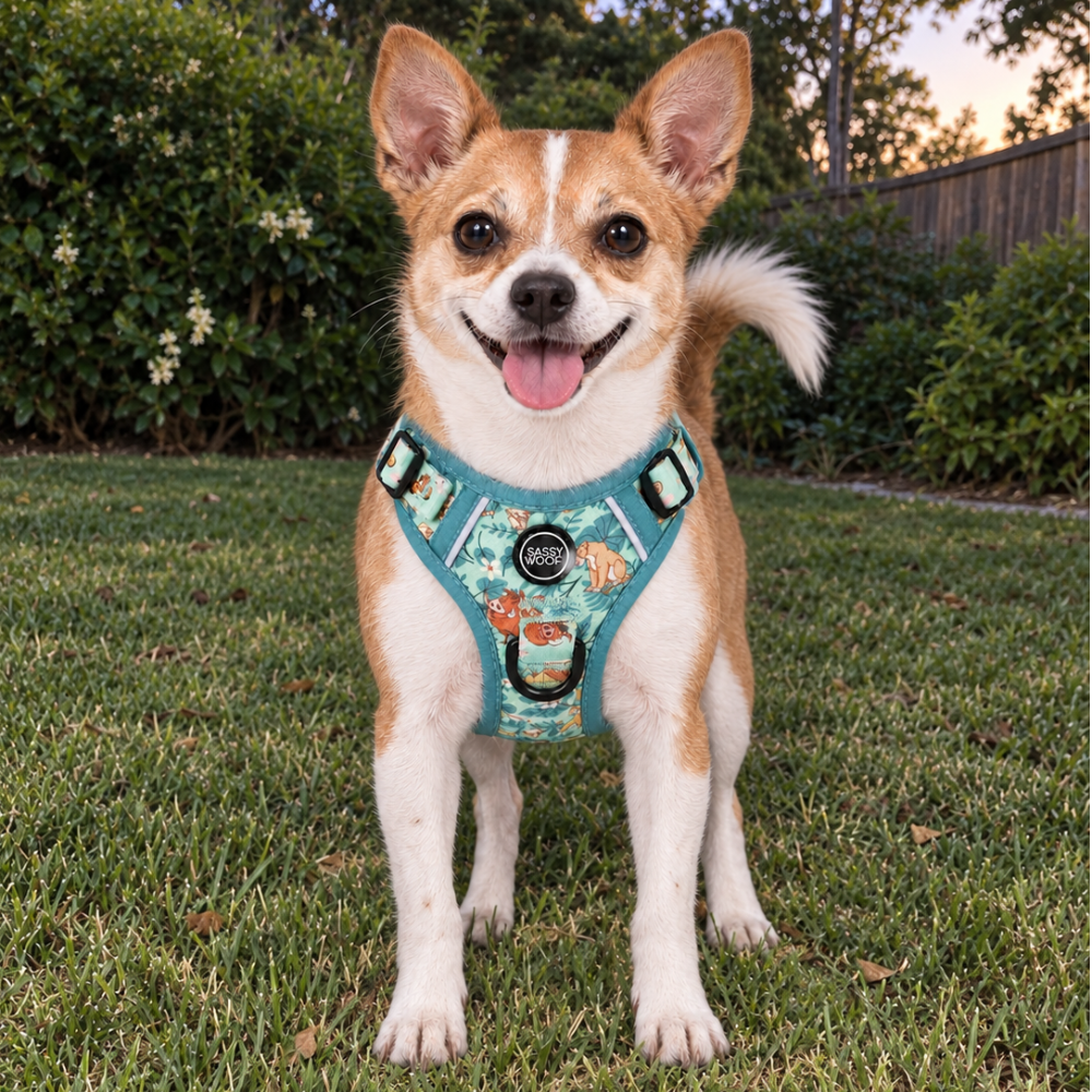 A posh pup wearing the Sassy Woof Wild Kingdom harness