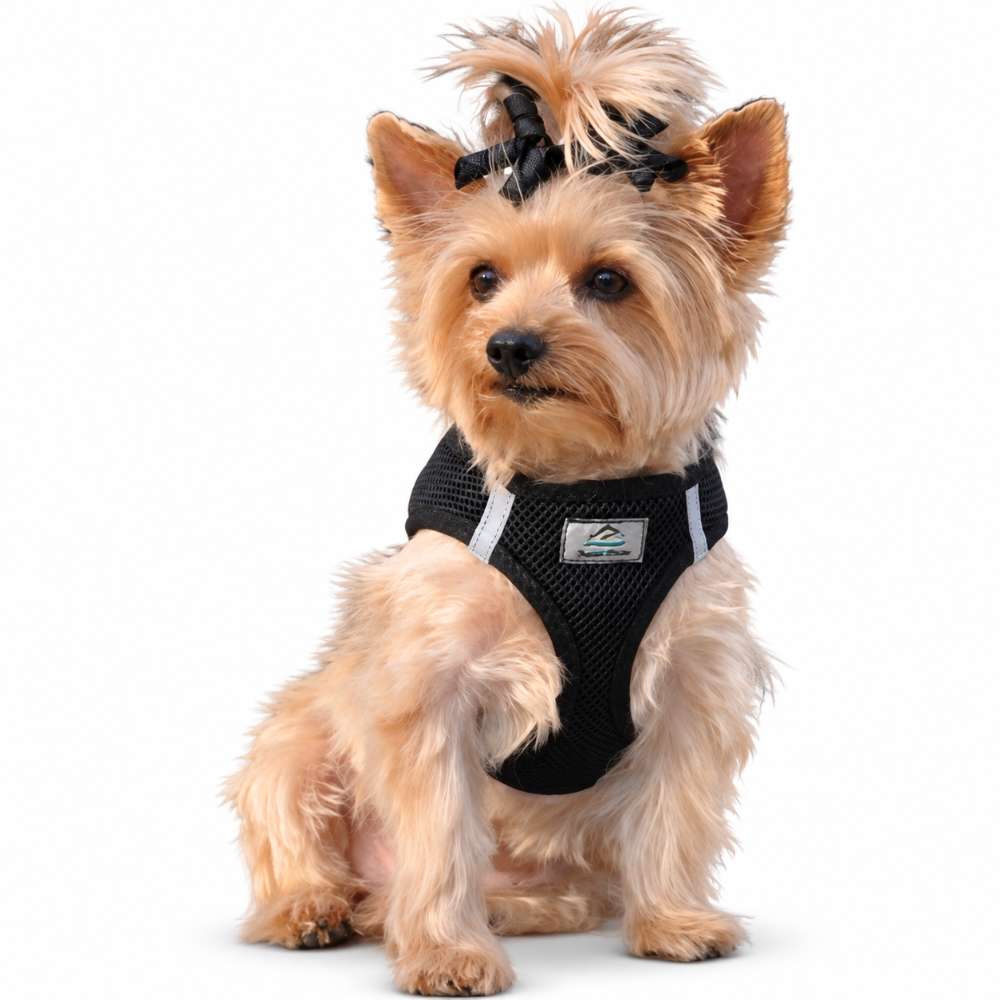 Black American River harness