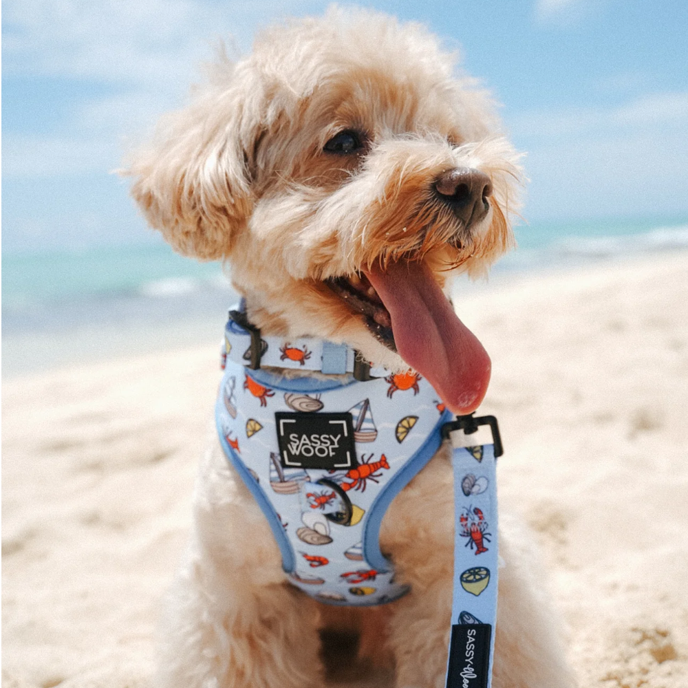 Susan Lanci Plain Ultrasuede Dog Leash