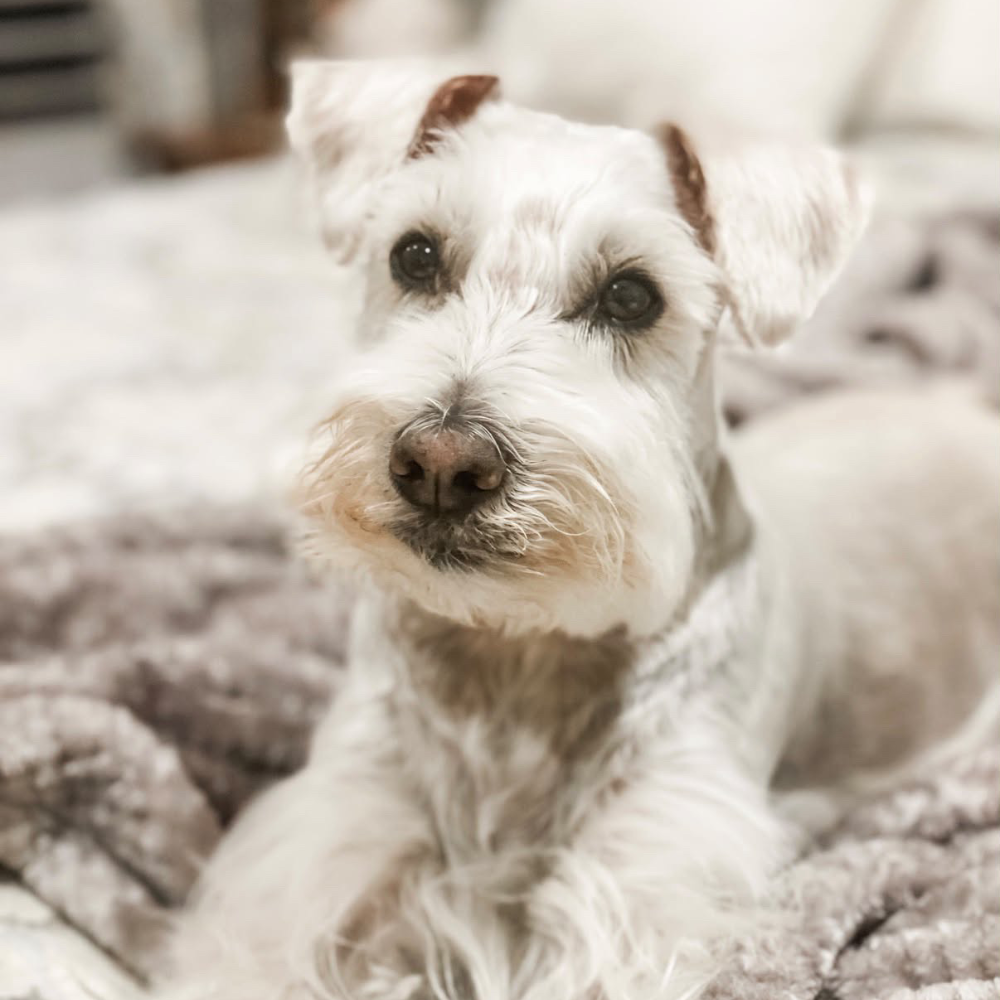 Finn's Fairisle Hoodie Sweater pick